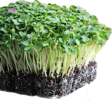 Broccoli Microgreens