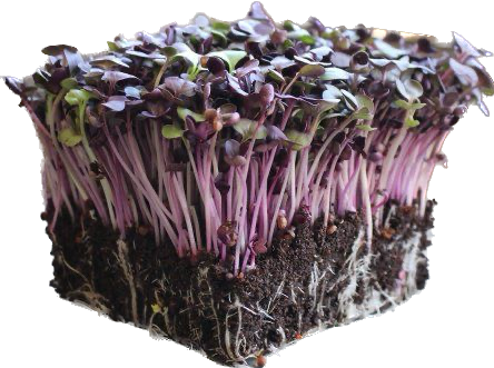 Rambo Radish