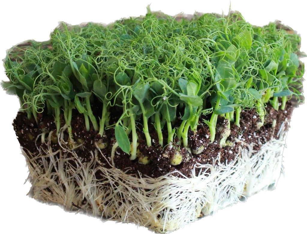 Pea Microgreens