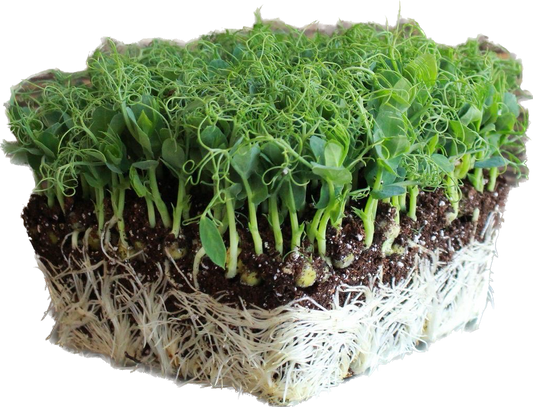 Pea Microgreens